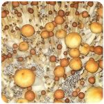 Псилоцибиновые (галлюциногенные) грибы Psilocybin "Golden Teacher" в Конаково Псилоцибиновые (галлюциногенные) грибы Psilocybin "Golden Teacher" в Конаково