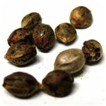 Семена марихуаны АК-47  (Seeds AK-47) в Конаково